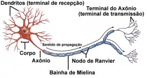 Neurônio